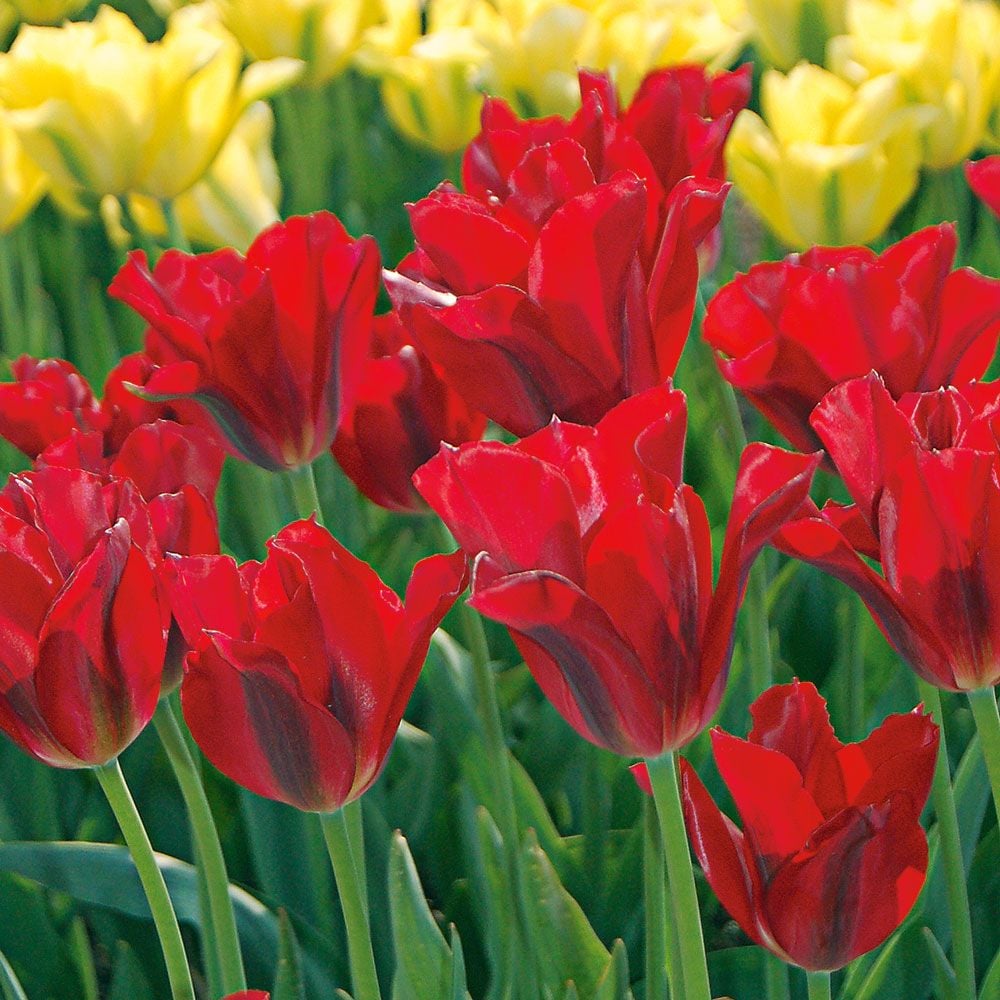 Spring Green Tulip Mix