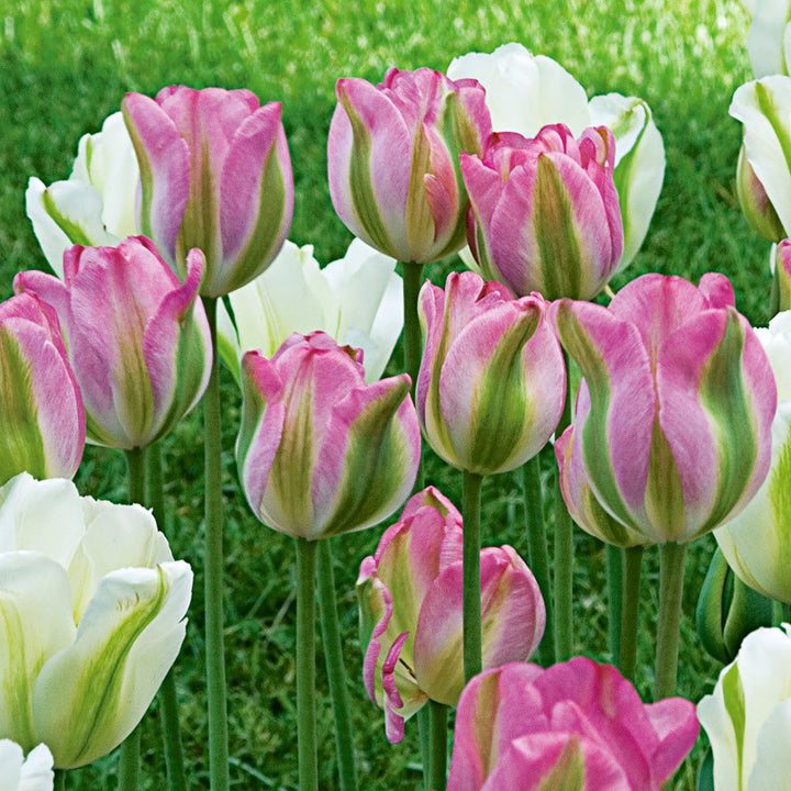 Spring Green Tulip Mix