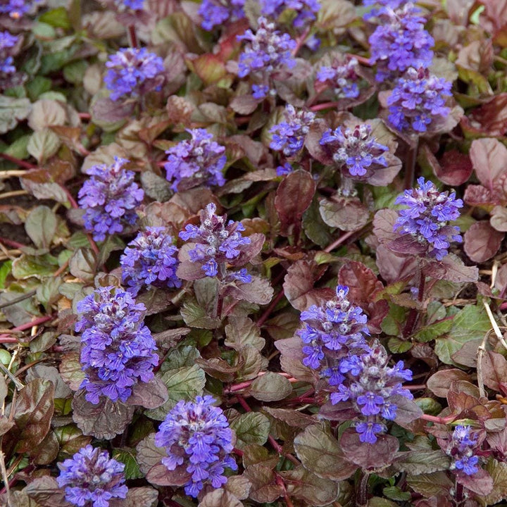 Ajuga reptans Walberton's® 'Black Scallop'