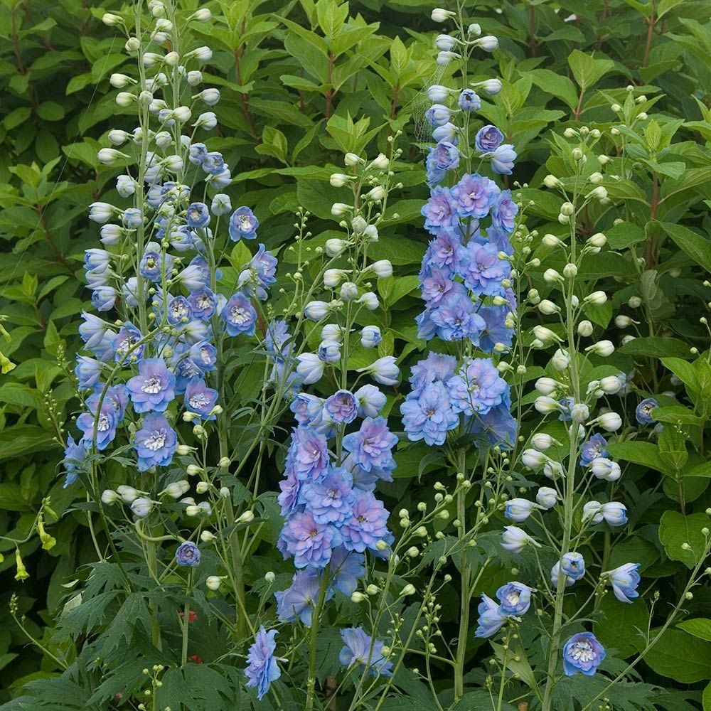 Delphinium elatum Magic Fountains Strain