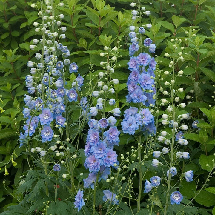 Delphinium elatum Magic Fountains Strain