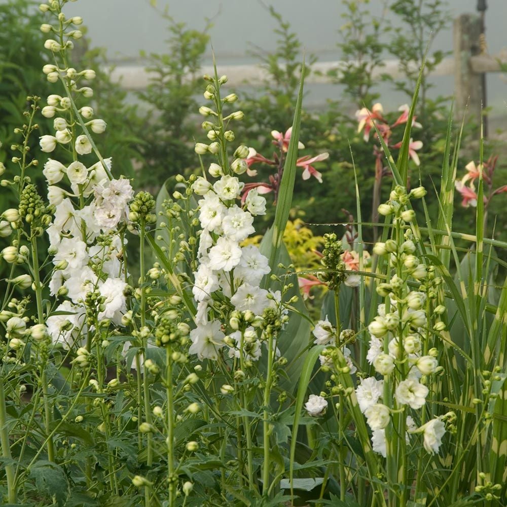 Delphinium elatum Magic Fountains Strain