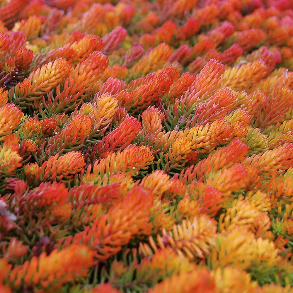 Sedum rupestre 'Angelina'