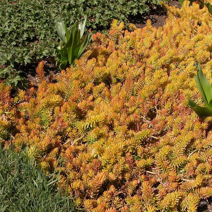Sedum rupestre 'Angelina'