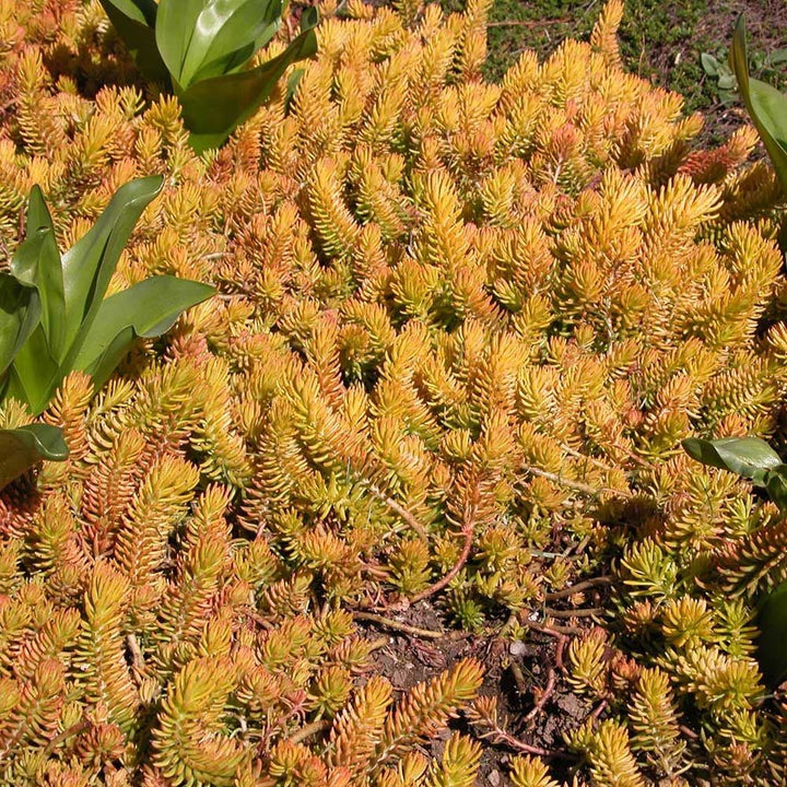 Sedum rupestre 'Angelina'