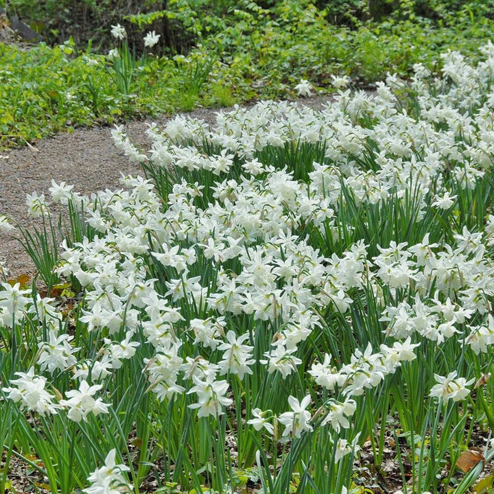 Narcissus 'Thalia'