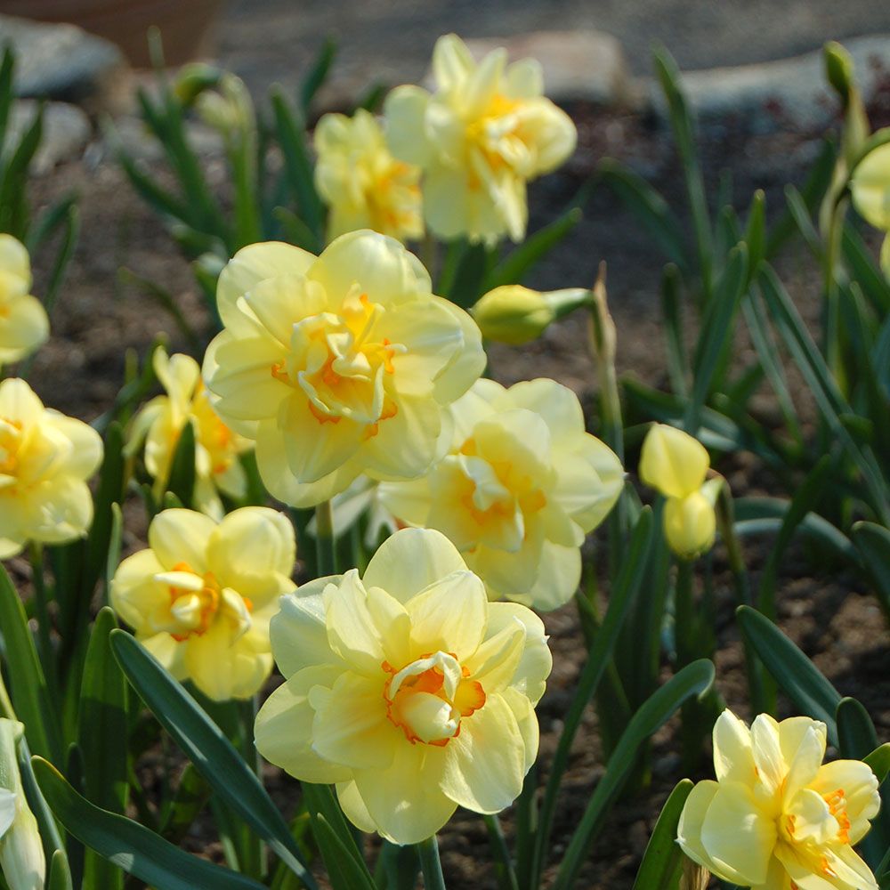 Narcissus 'Tahiti'