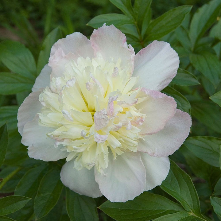 Peony 'Raspberry Sundae'