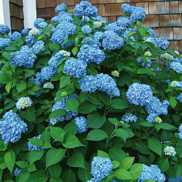 Hydrangea macrophylla Endless Summer®