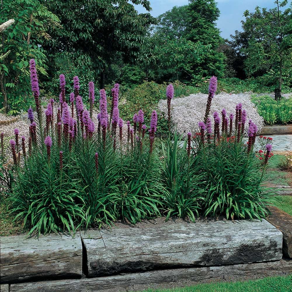 Liatris spicata 'Kobold'