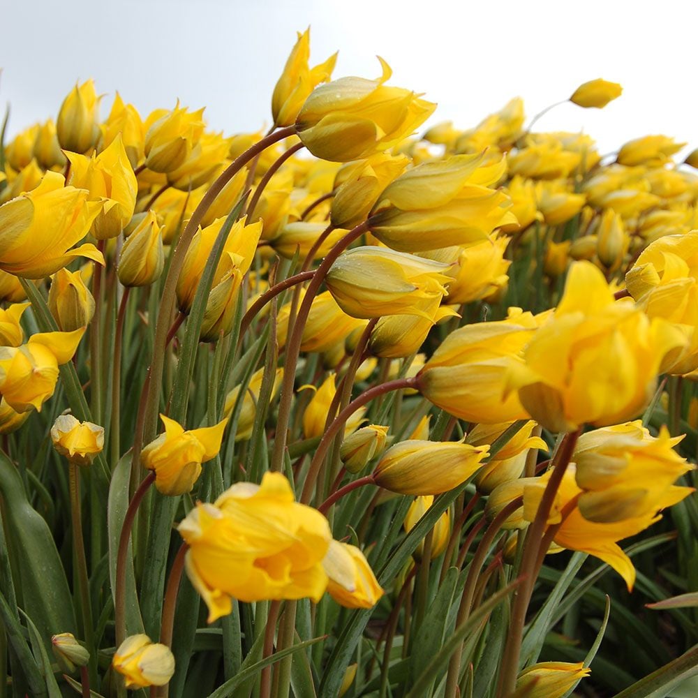 Tulip sylvestris