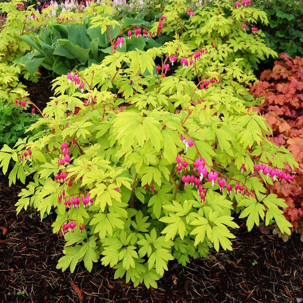 Lamprocapnos spectabilis 'Gold Heart'