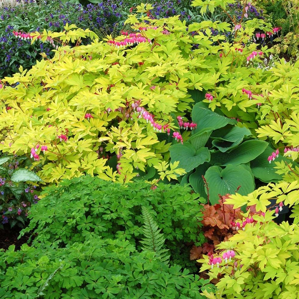 Lamprocapnos spectabilis 'Gold Heart'