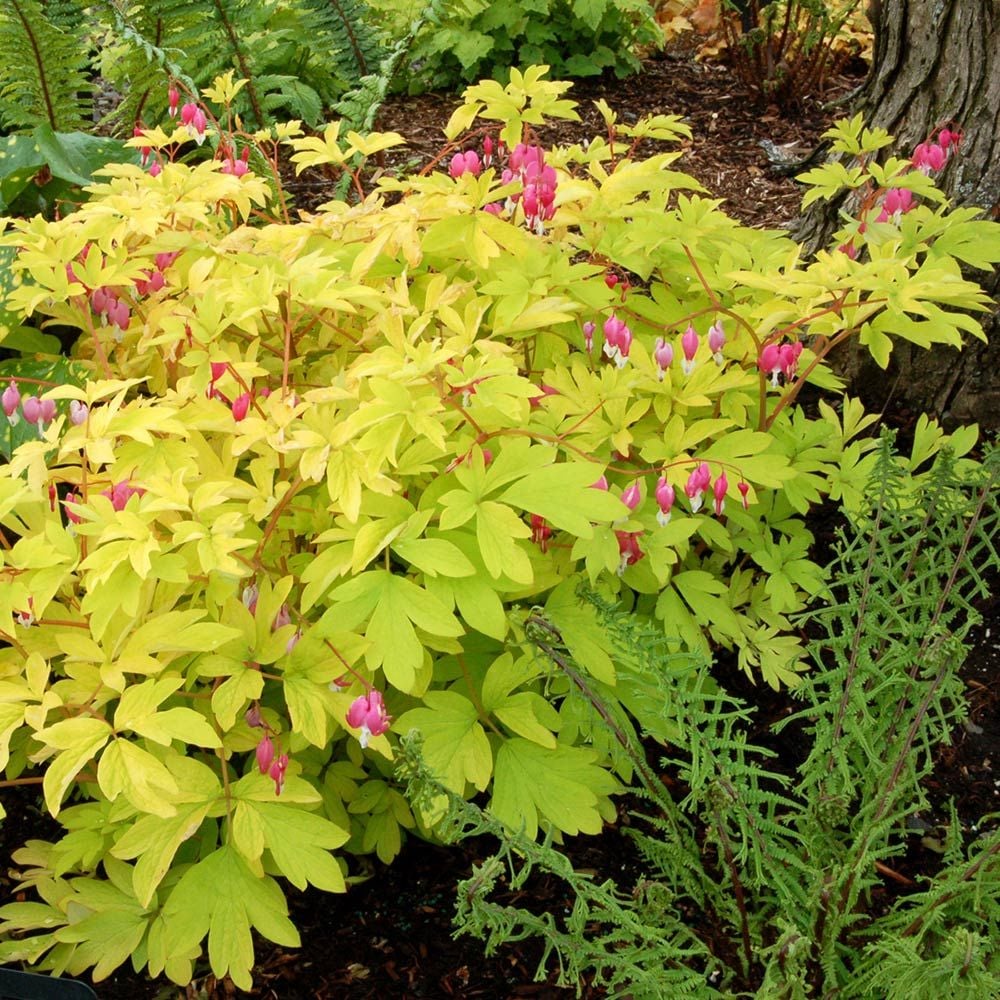 Lamprocapnos spectabilis 'Gold Heart'