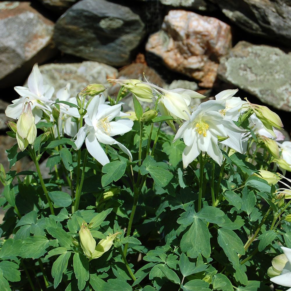 Aquilegia 'Dove'