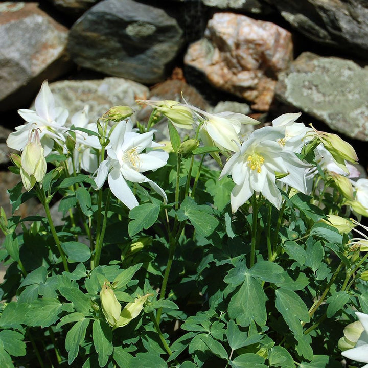 Aquilegia 'Dove'