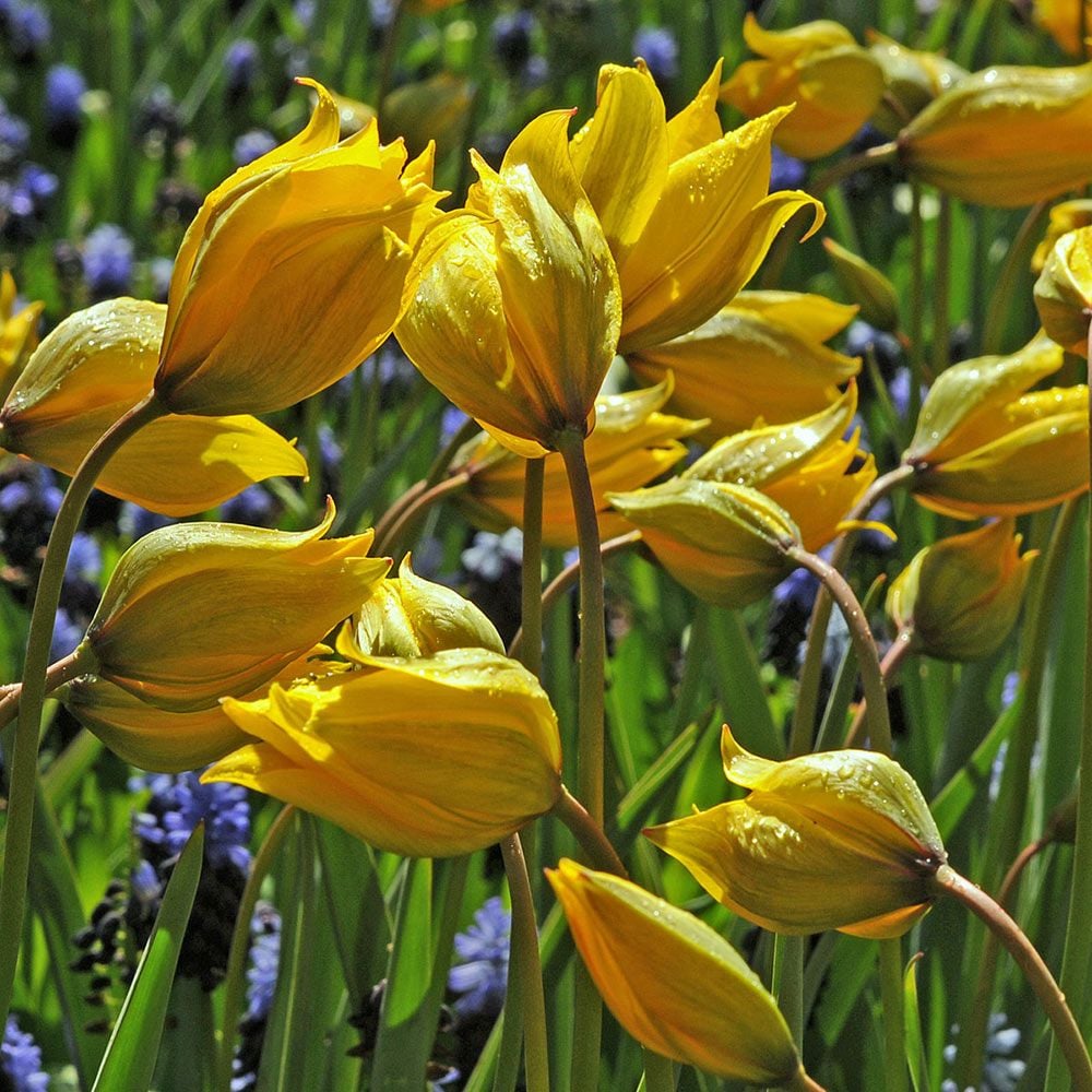 Tulip sylvestris