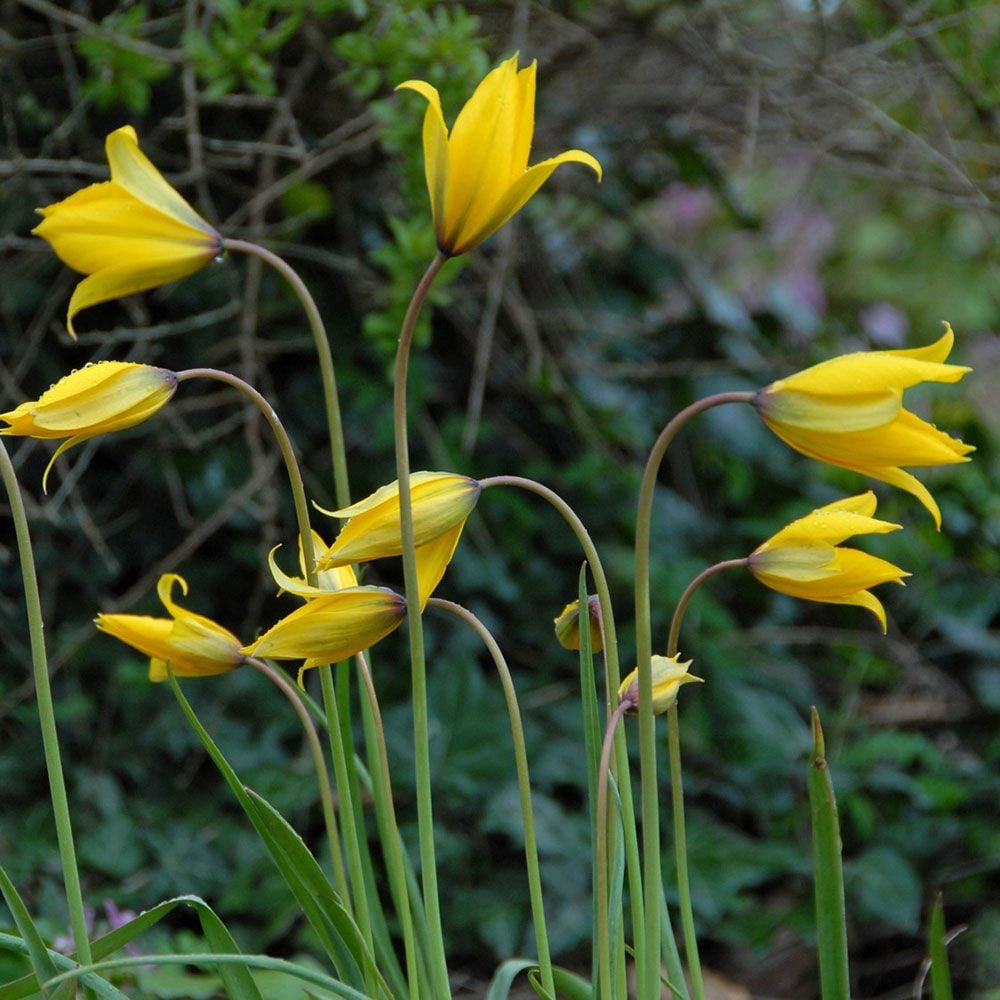 Tulip sylvestris