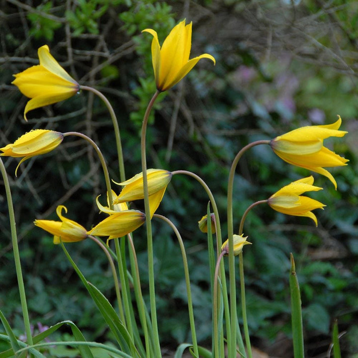 Tulip sylvestris