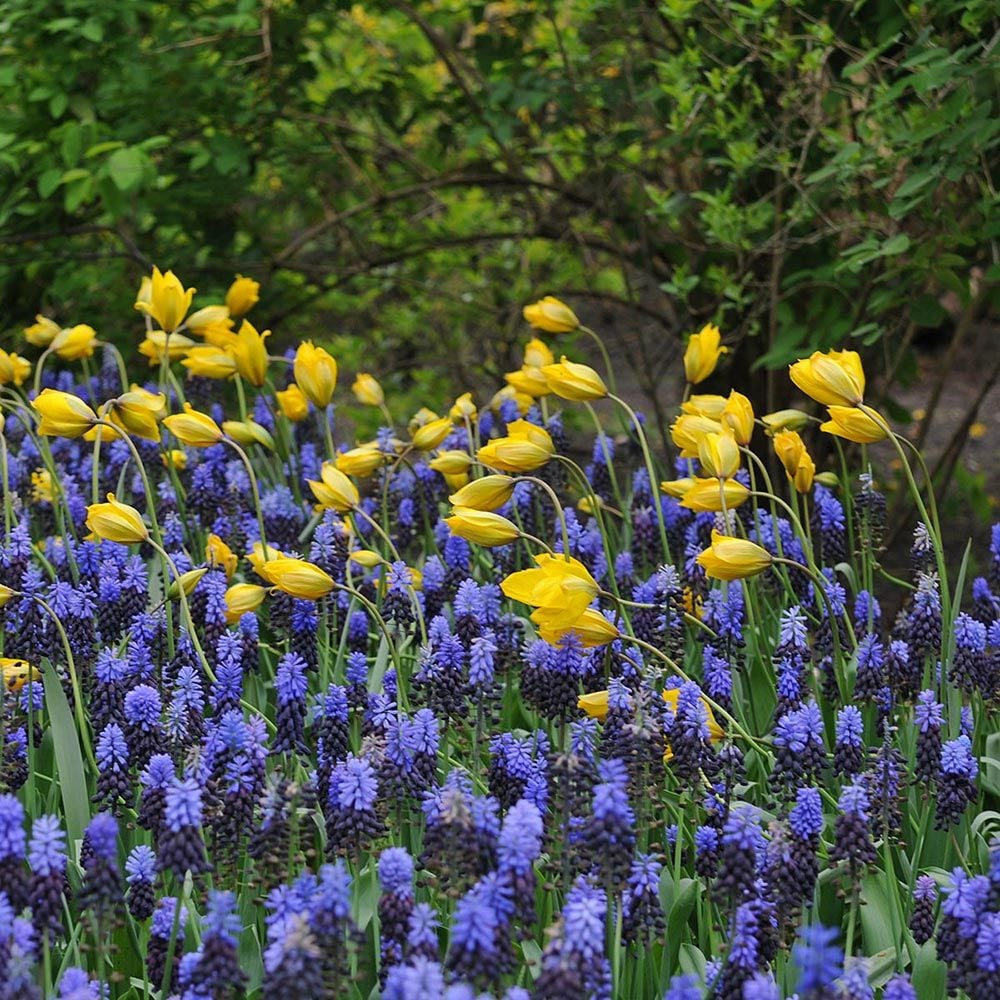 Tulip sylvestris