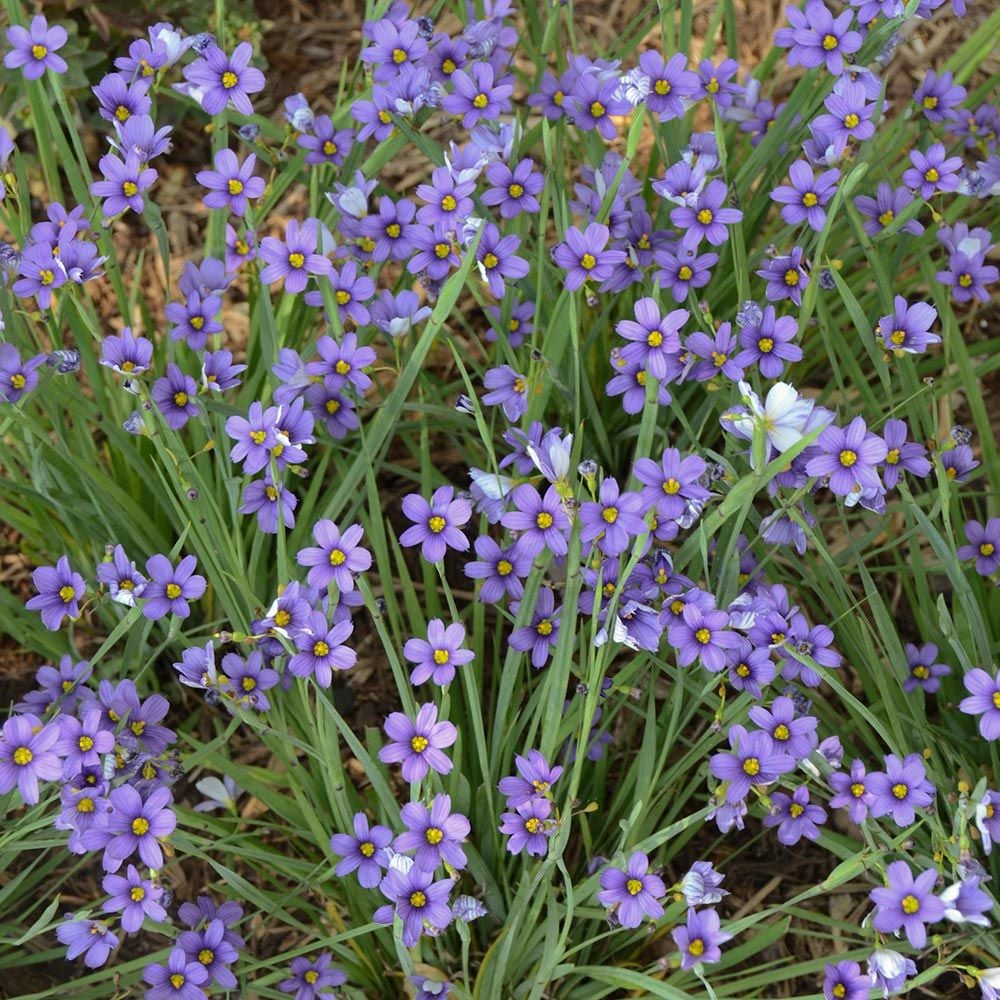 Sisyrinchium angustifolium 'Lucerne'