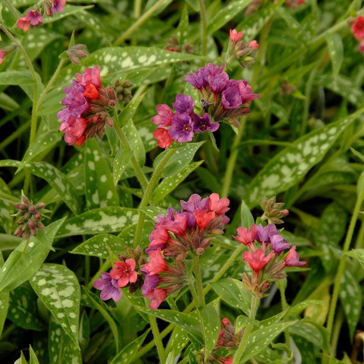 Pulmonaria 'Raspberry Splash'