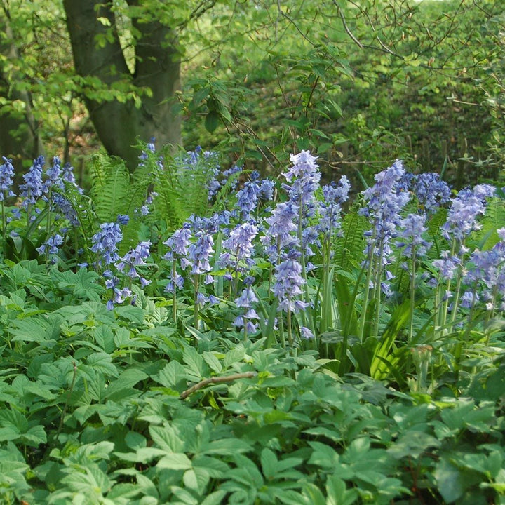 Hyacinthoides hispanica 'Excelsior'