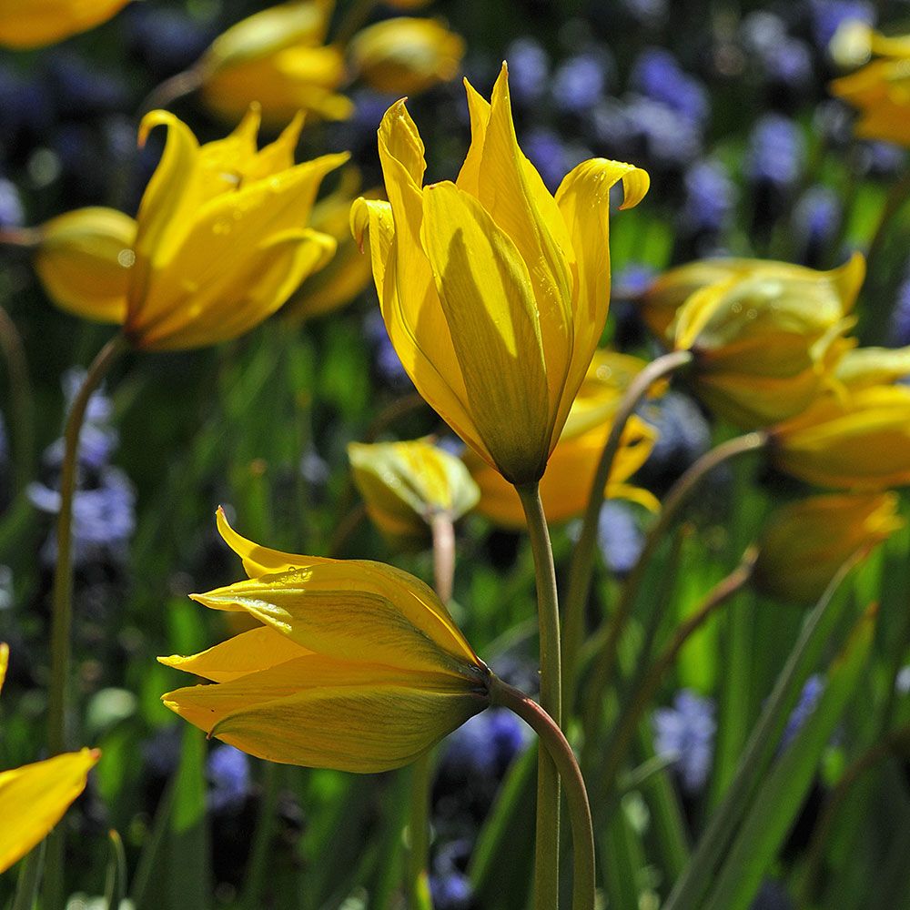 Tulip sylvestris