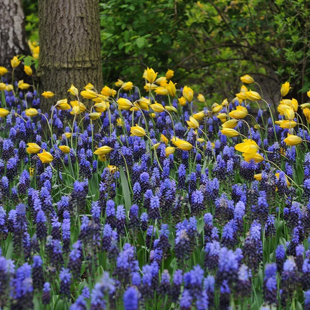 Muscari latifolium