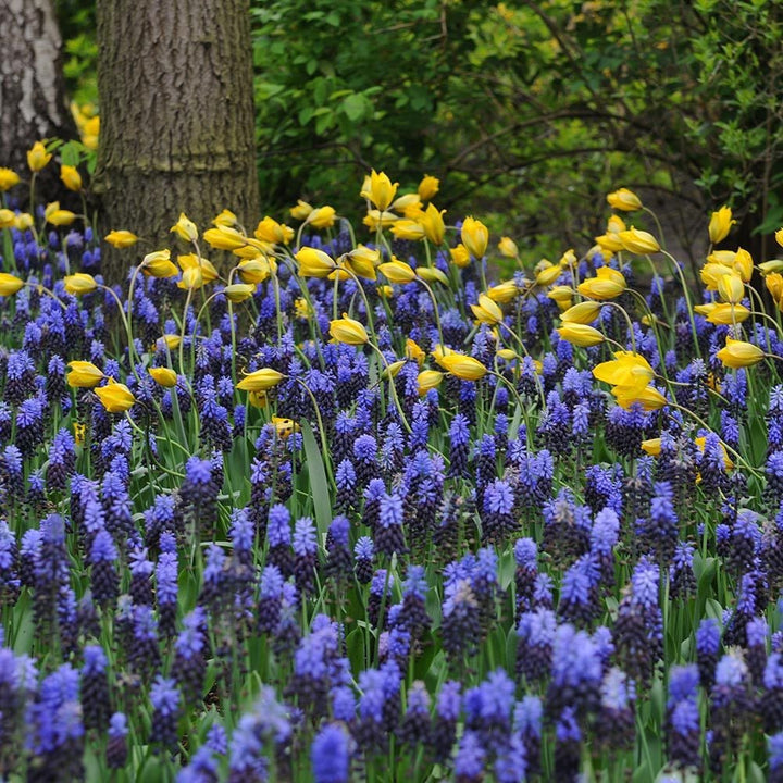 Muscari latifolium