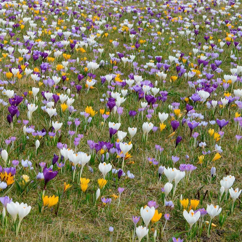 Farewell to Winter Crocus Mix
