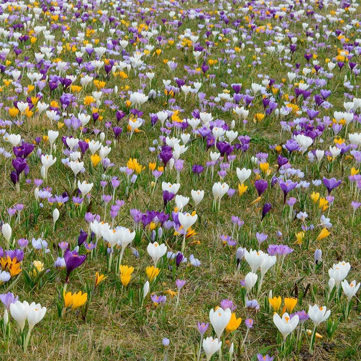 Farewell to Winter Crocus Mix