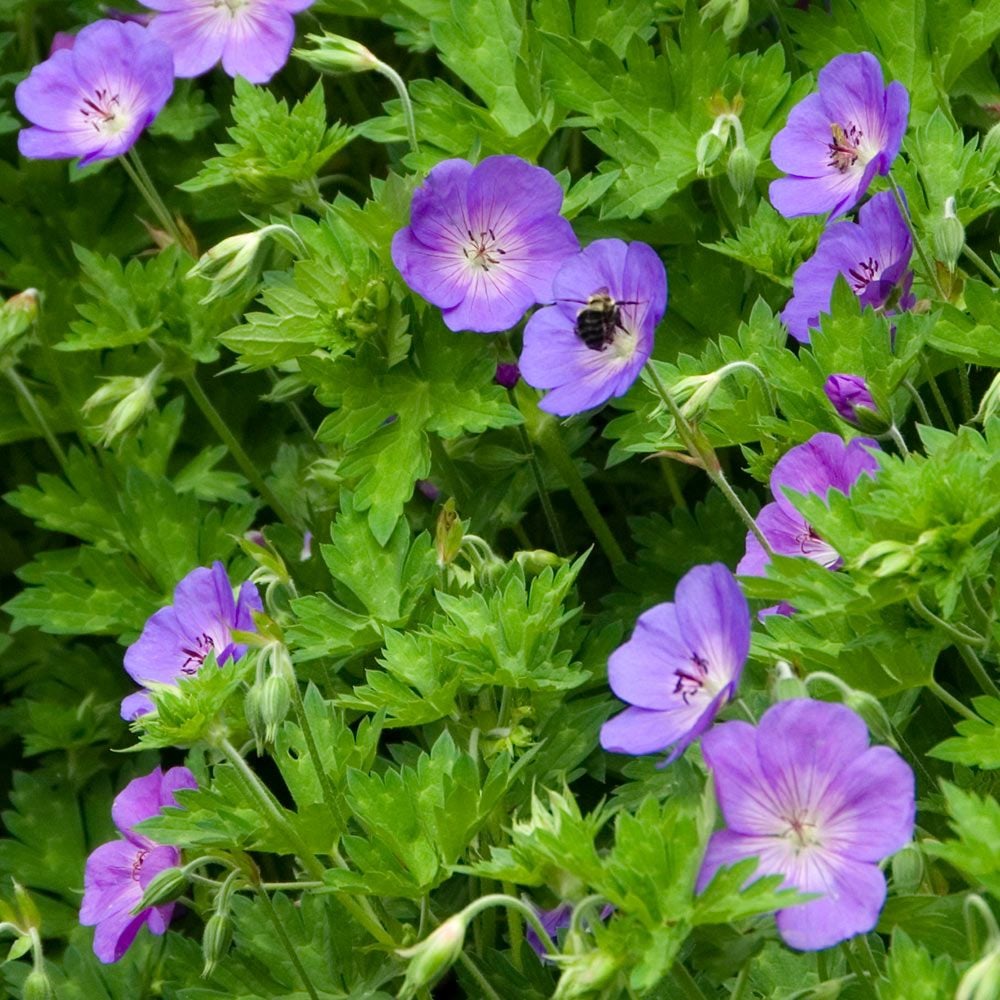 Geranium Rozanne®