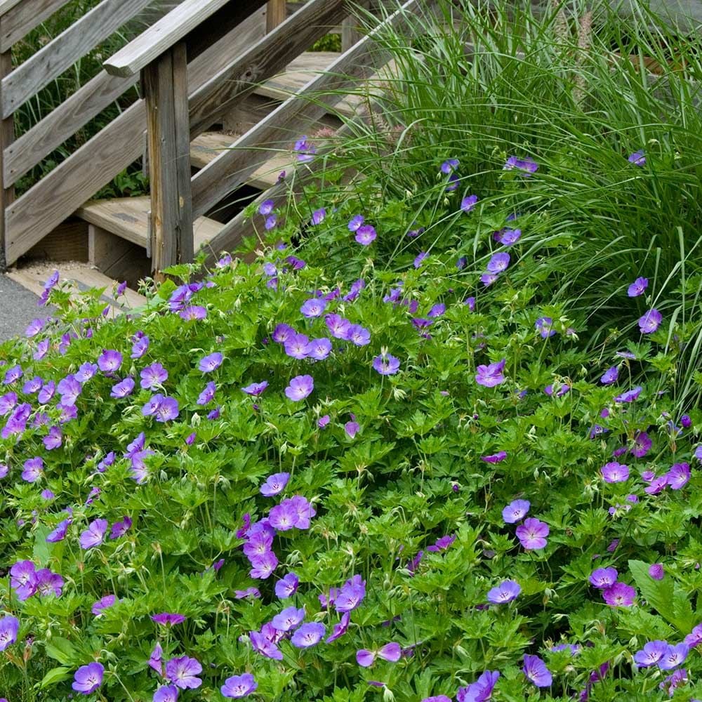 Geranium Rozanne®