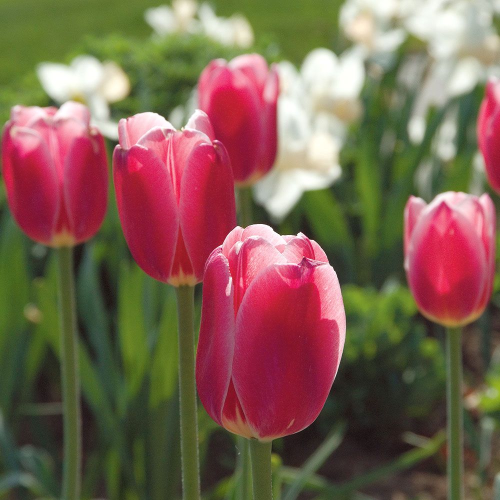 Tulip Delight Mix