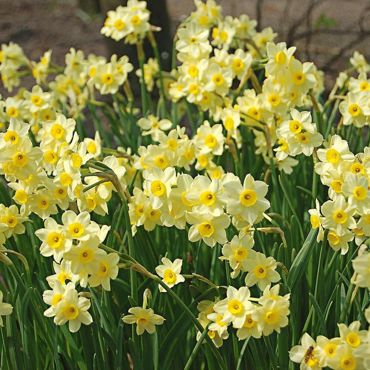 Award-Winning Miniature Daffodils