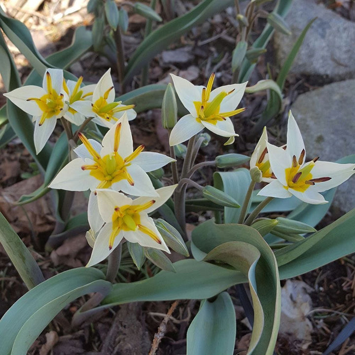 Tulip turkestanica