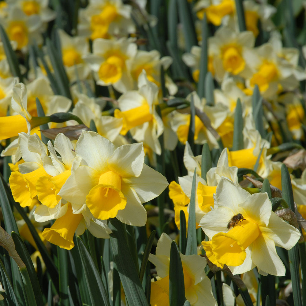 Narcissus 'Golden Echo'