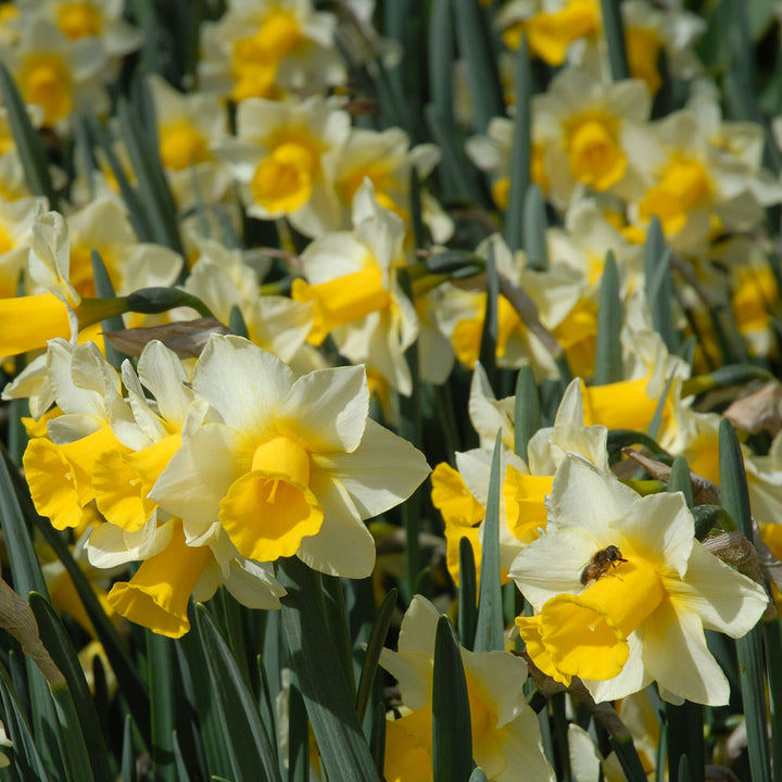 Narcissus 'Golden Echo'