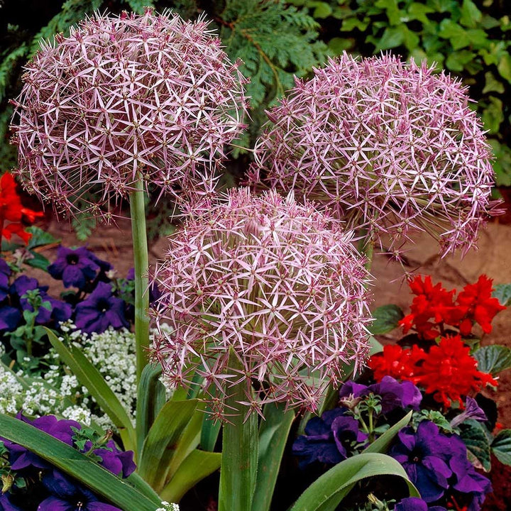 Allium cristophii