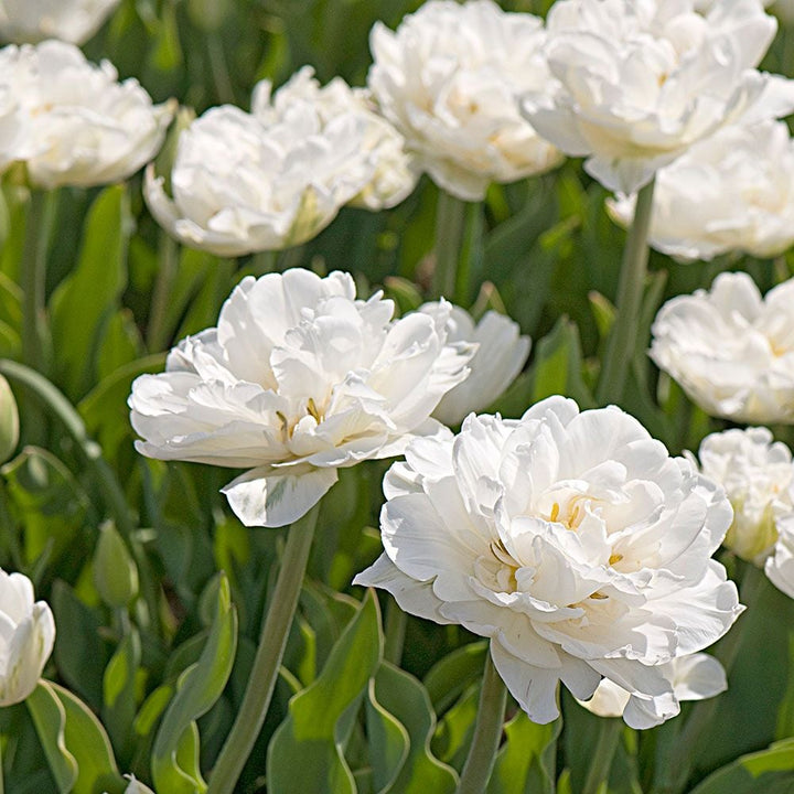 Tulip 'Mount Tacoma'