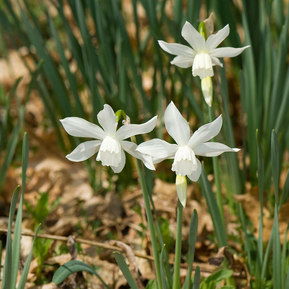 Narcissus 'Thalia'
