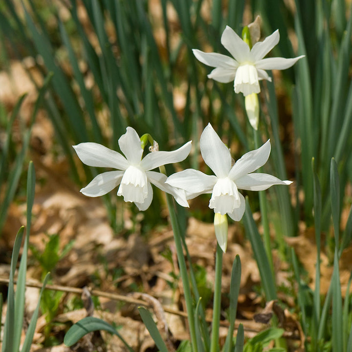 Narcissus 'Thalia'