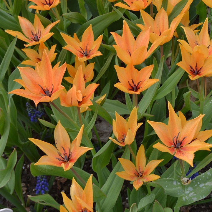 Tulip praestans 'Shogun'