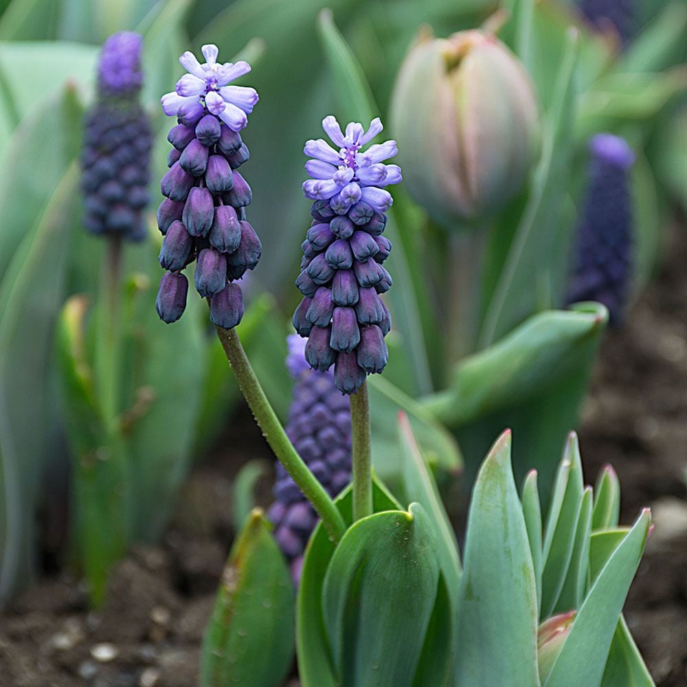 Muscari latifolium