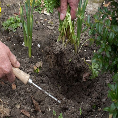 Sneeboer Precision Weeder