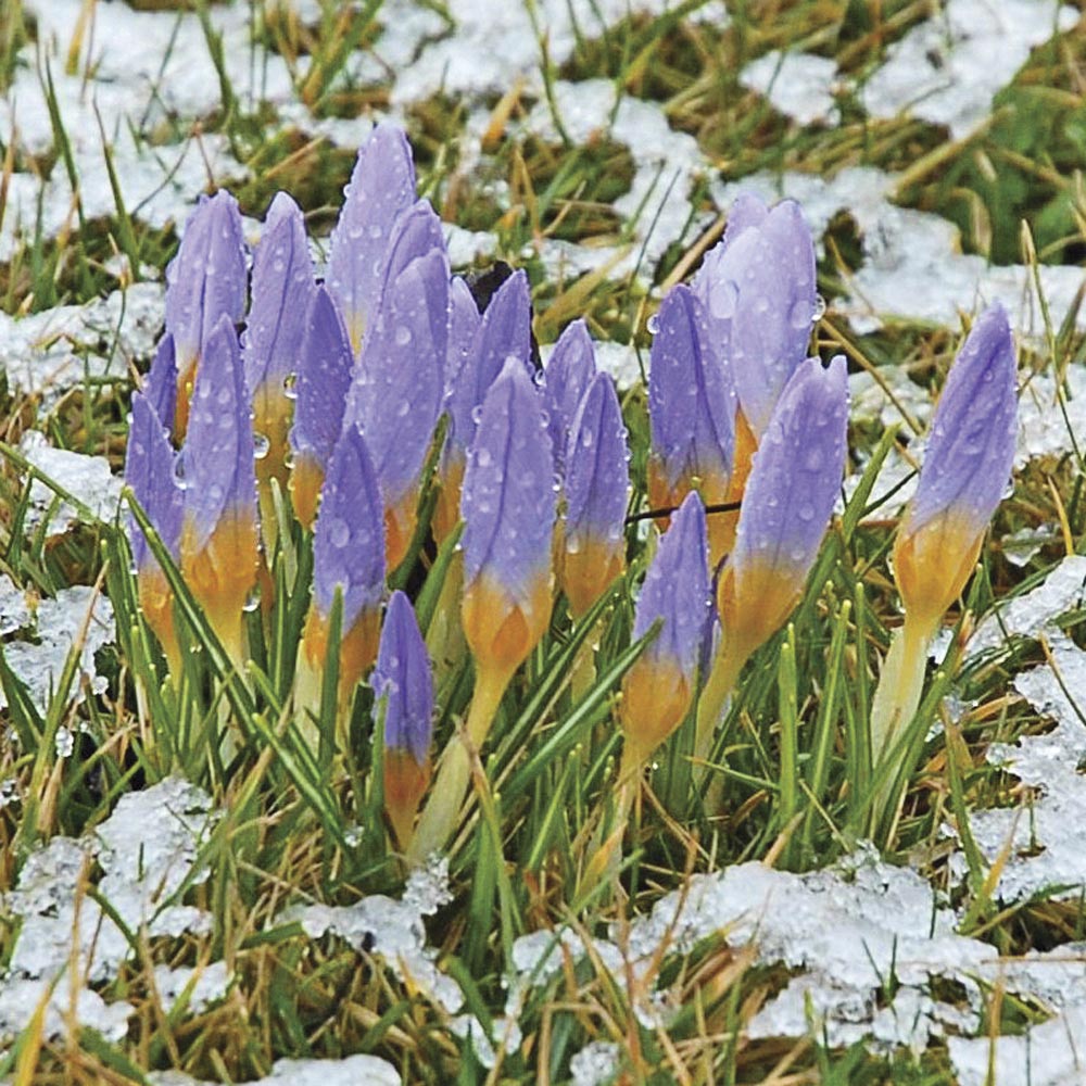 Crocus Species Mix