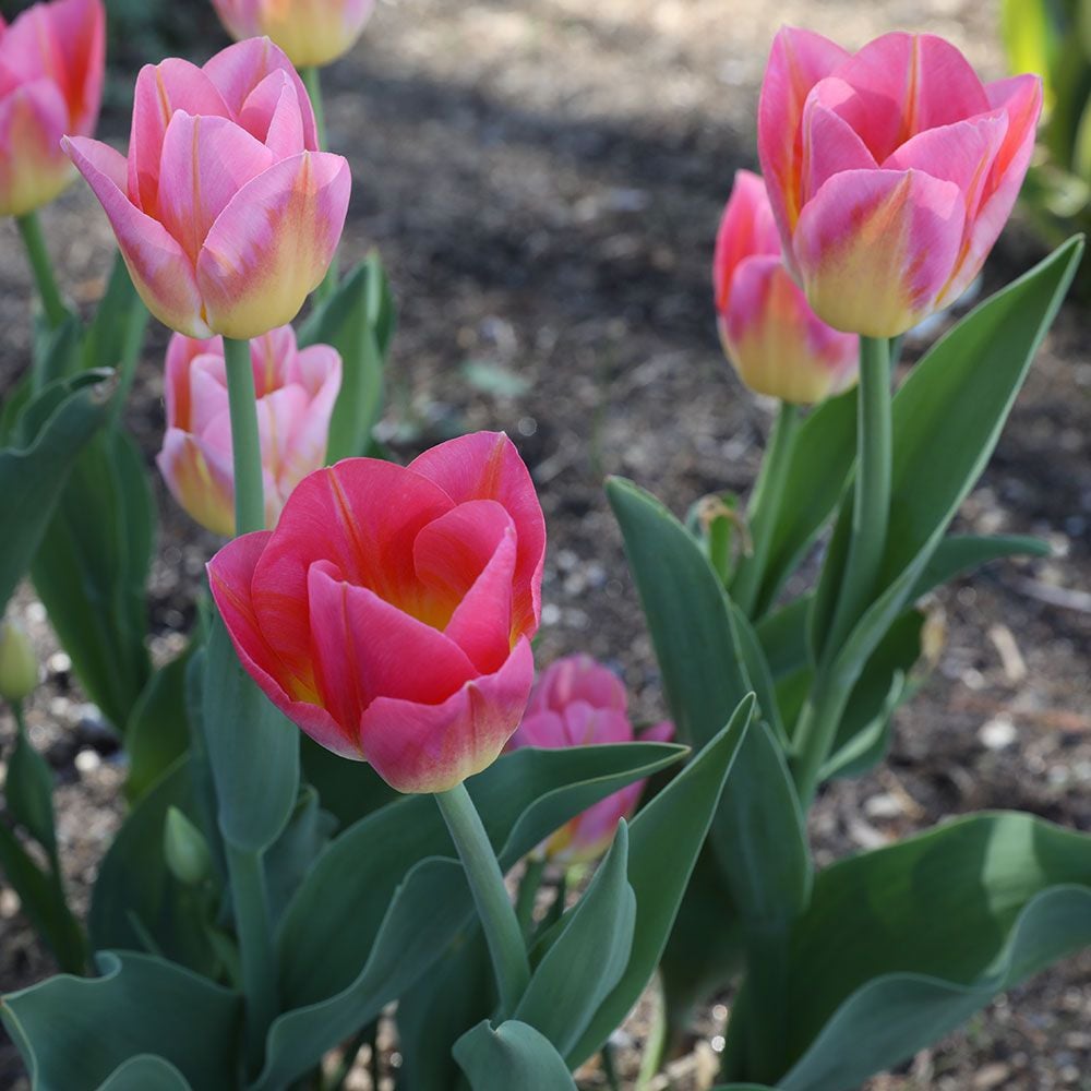 Tulip 'Tom Pouce'