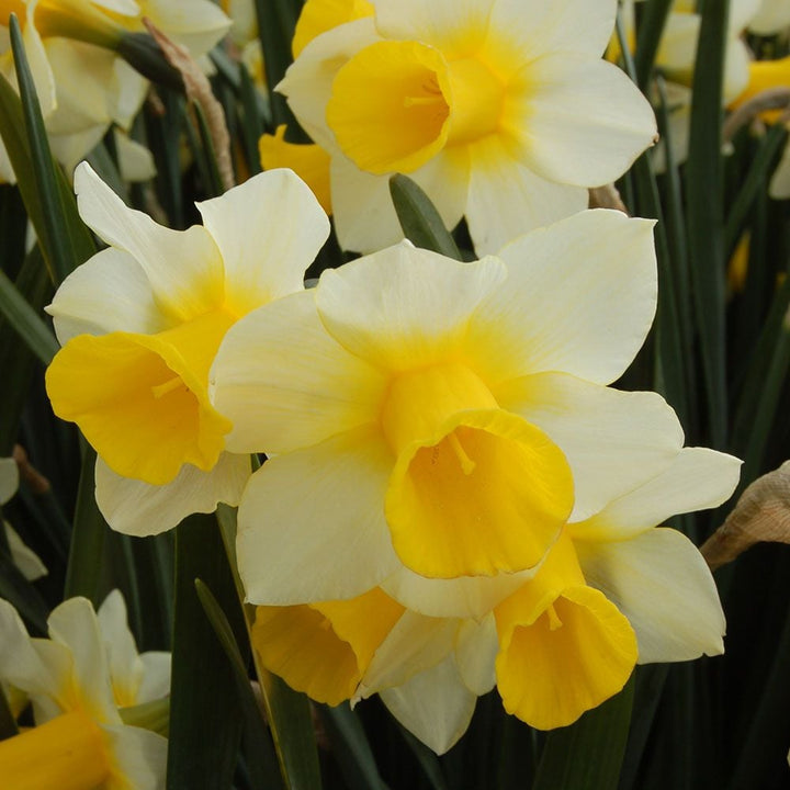 Weatherproof Large-Cupped Daffodil Mix