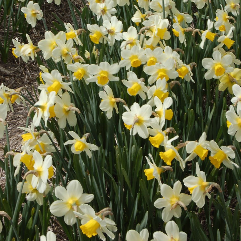 Narcissus 'Merel's Favourite'